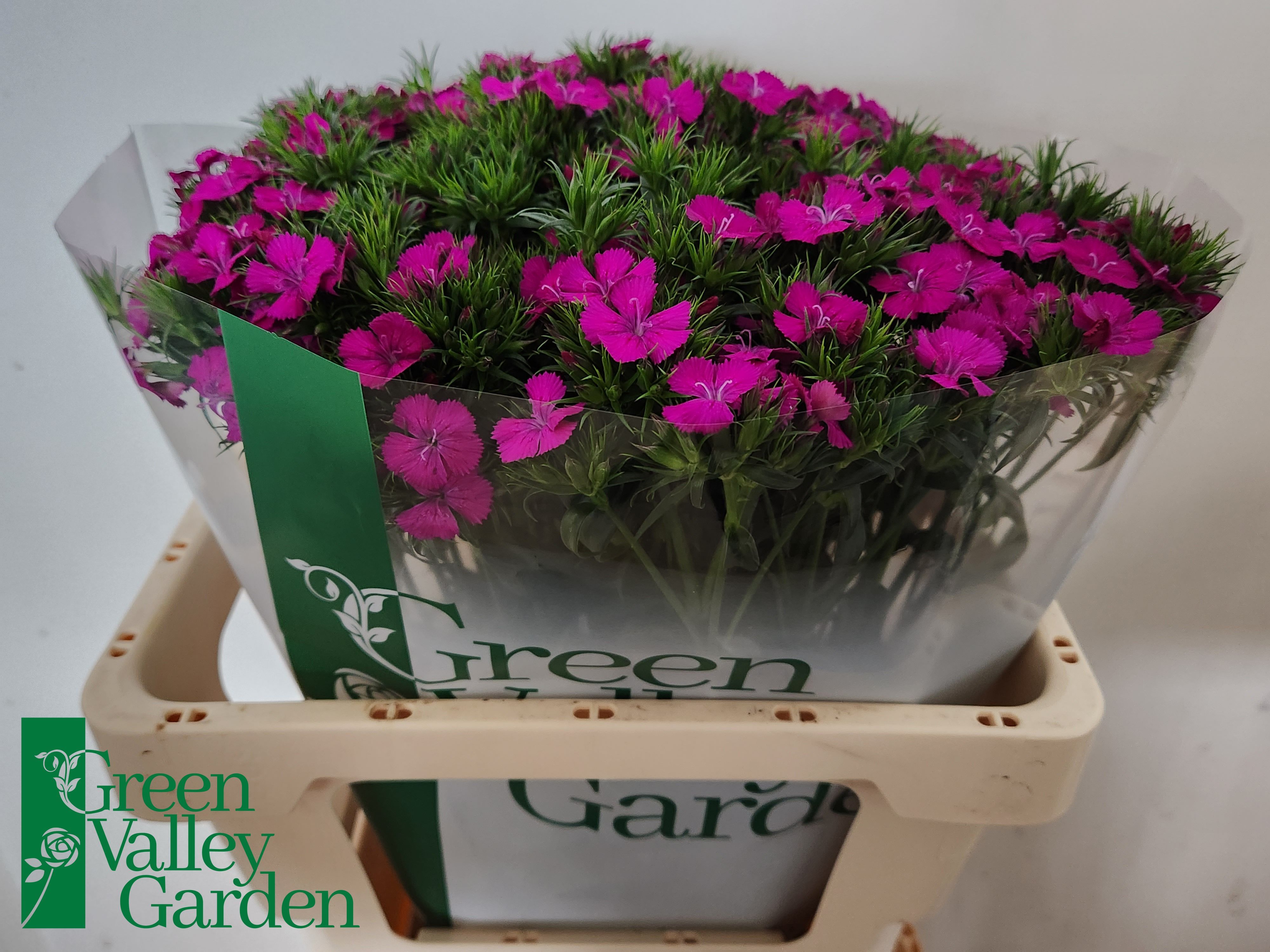Dianthus Barb Neon Purple 50cm
