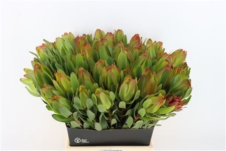 Leucadendron Laurel Ylw 50cm