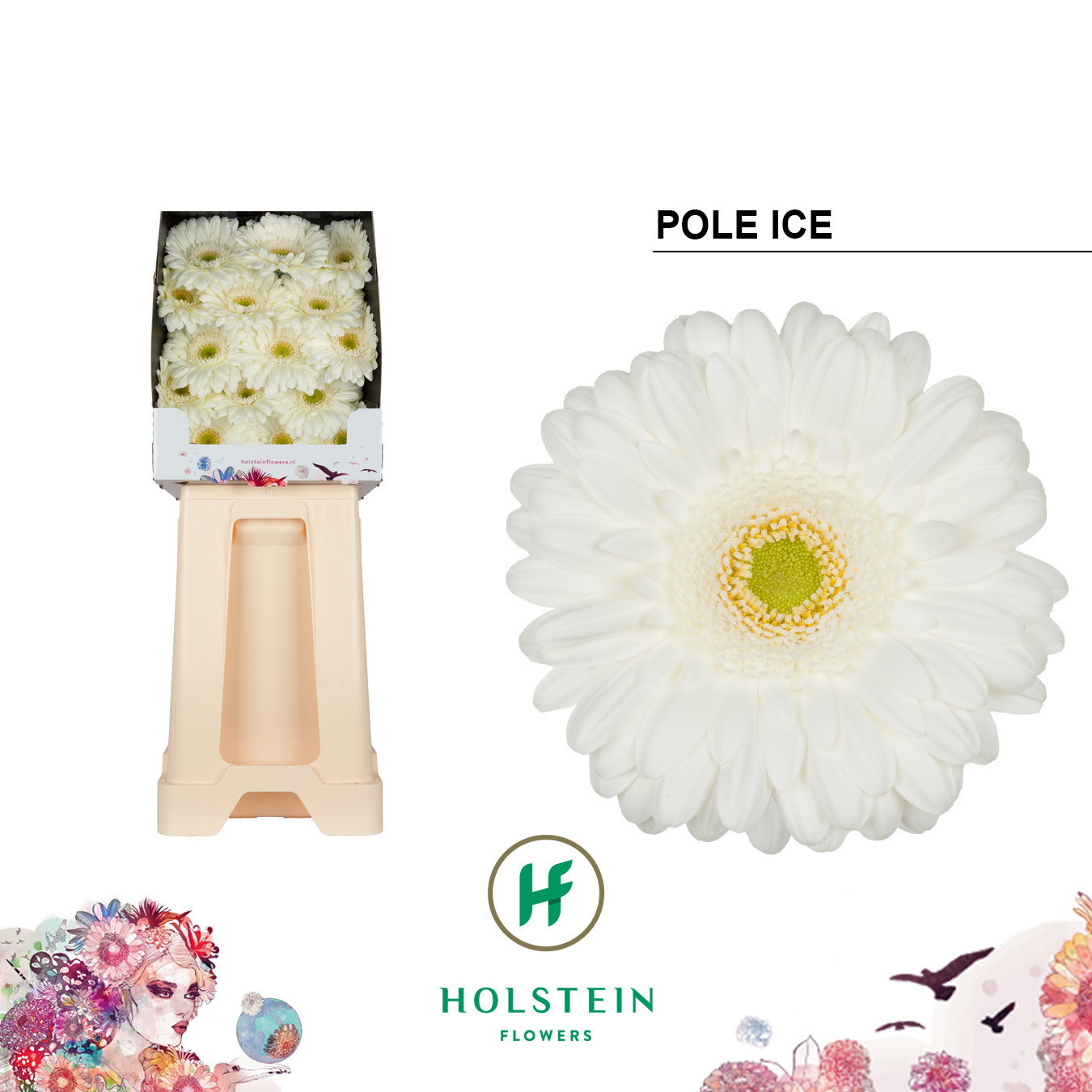 Gerbera Pole Ice Diamond