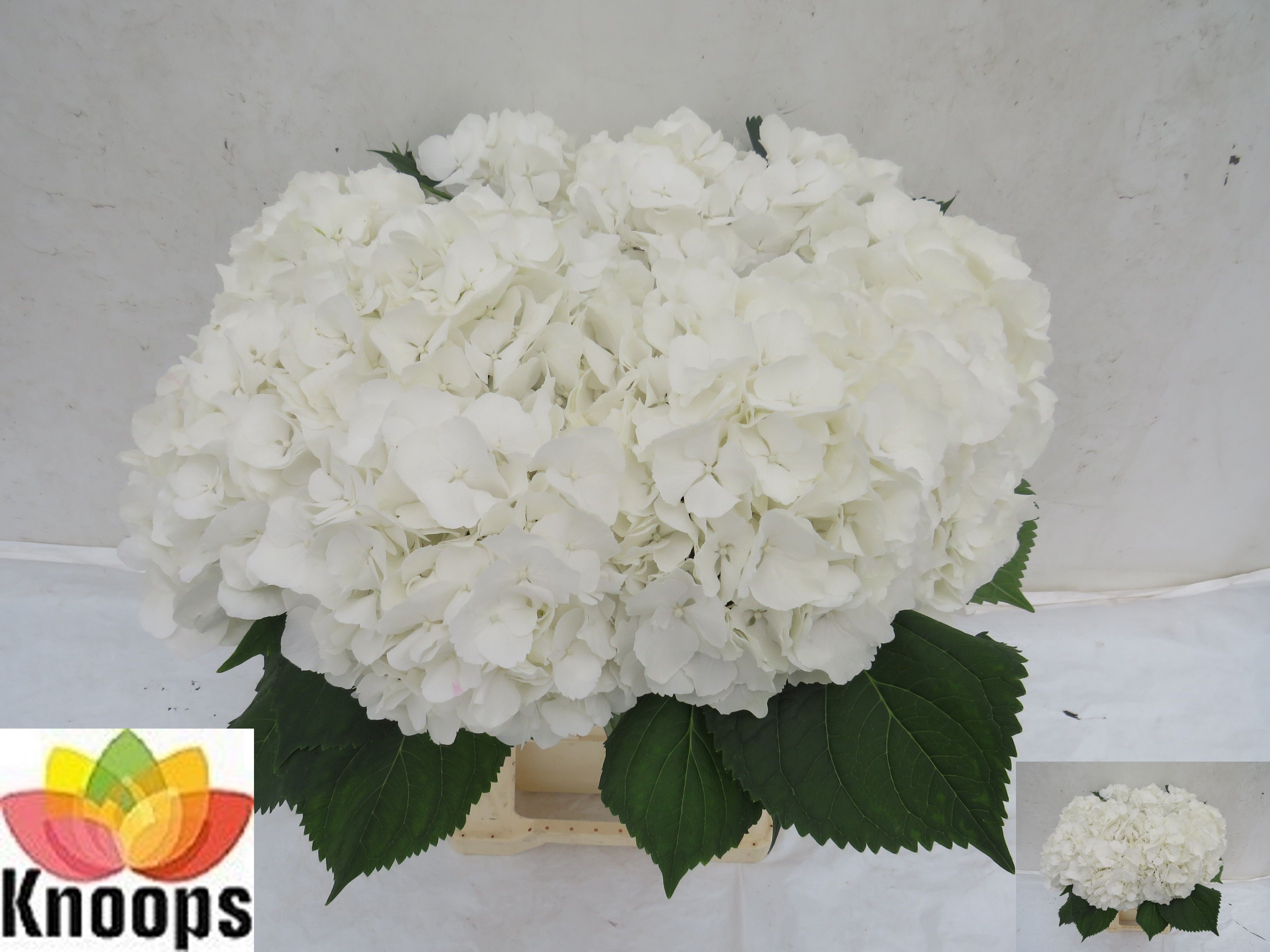 Hydrangea White Verena 60cm 20Ø