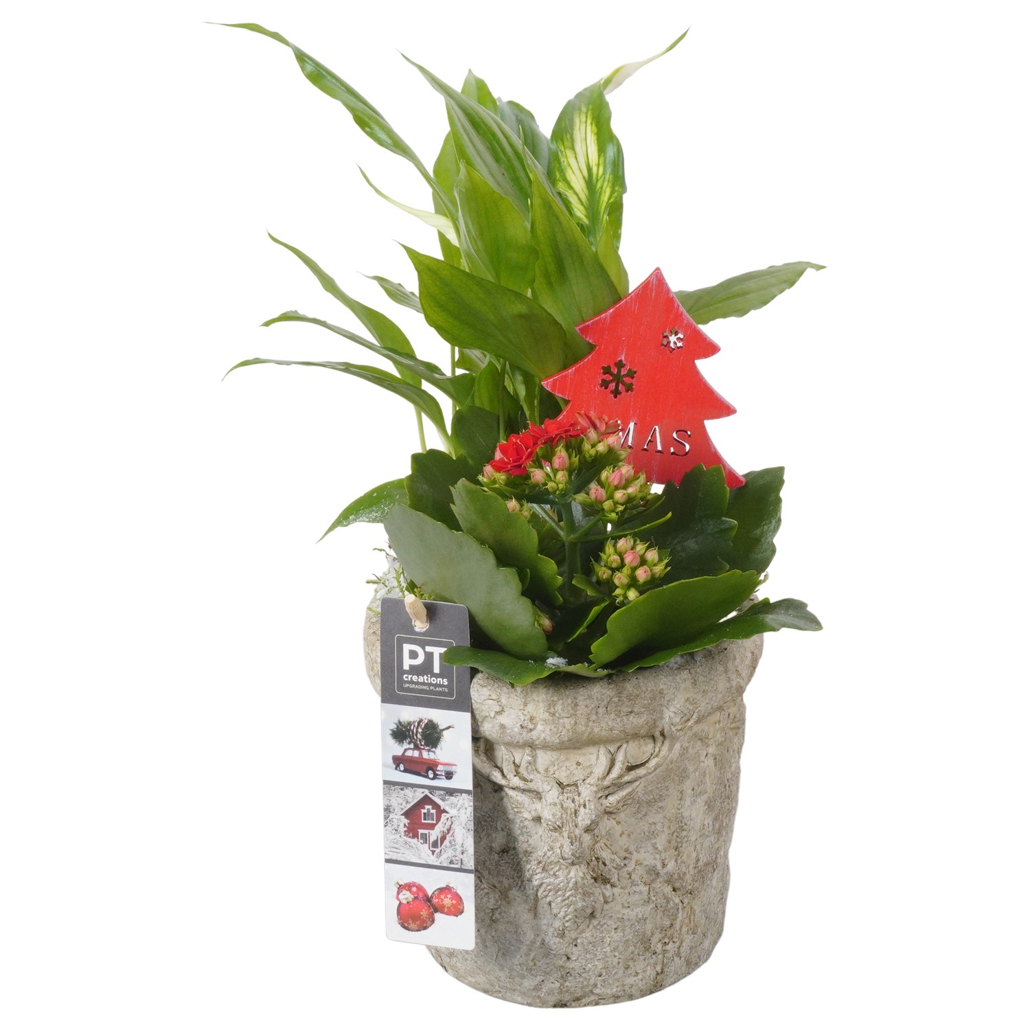 Picture of PTKB9414 Arrangement X-Mas in concrete pot P14 32cm