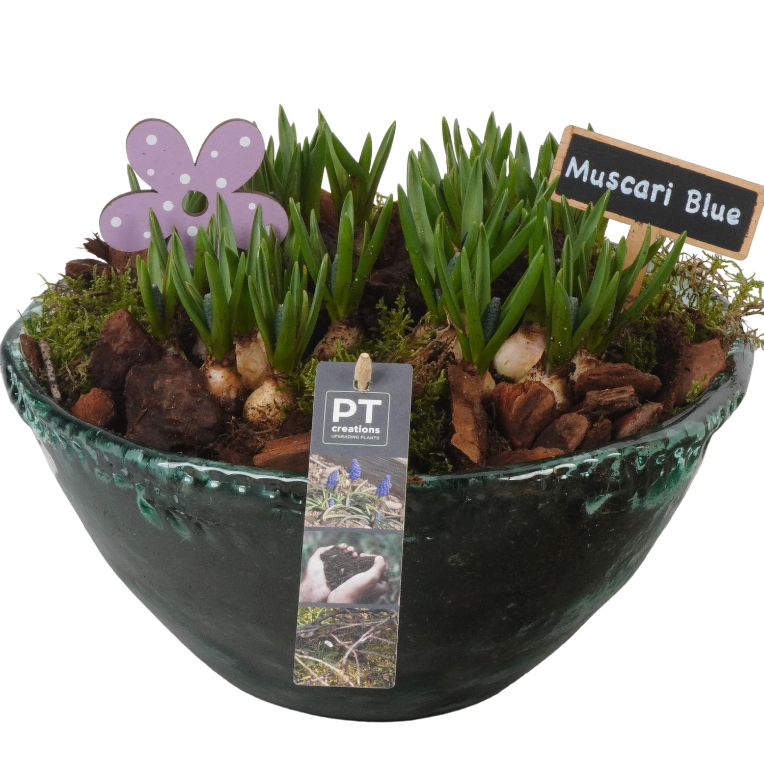 Picture of PTMB1006 Arrangement Muscari in glass bowl P26 21CM