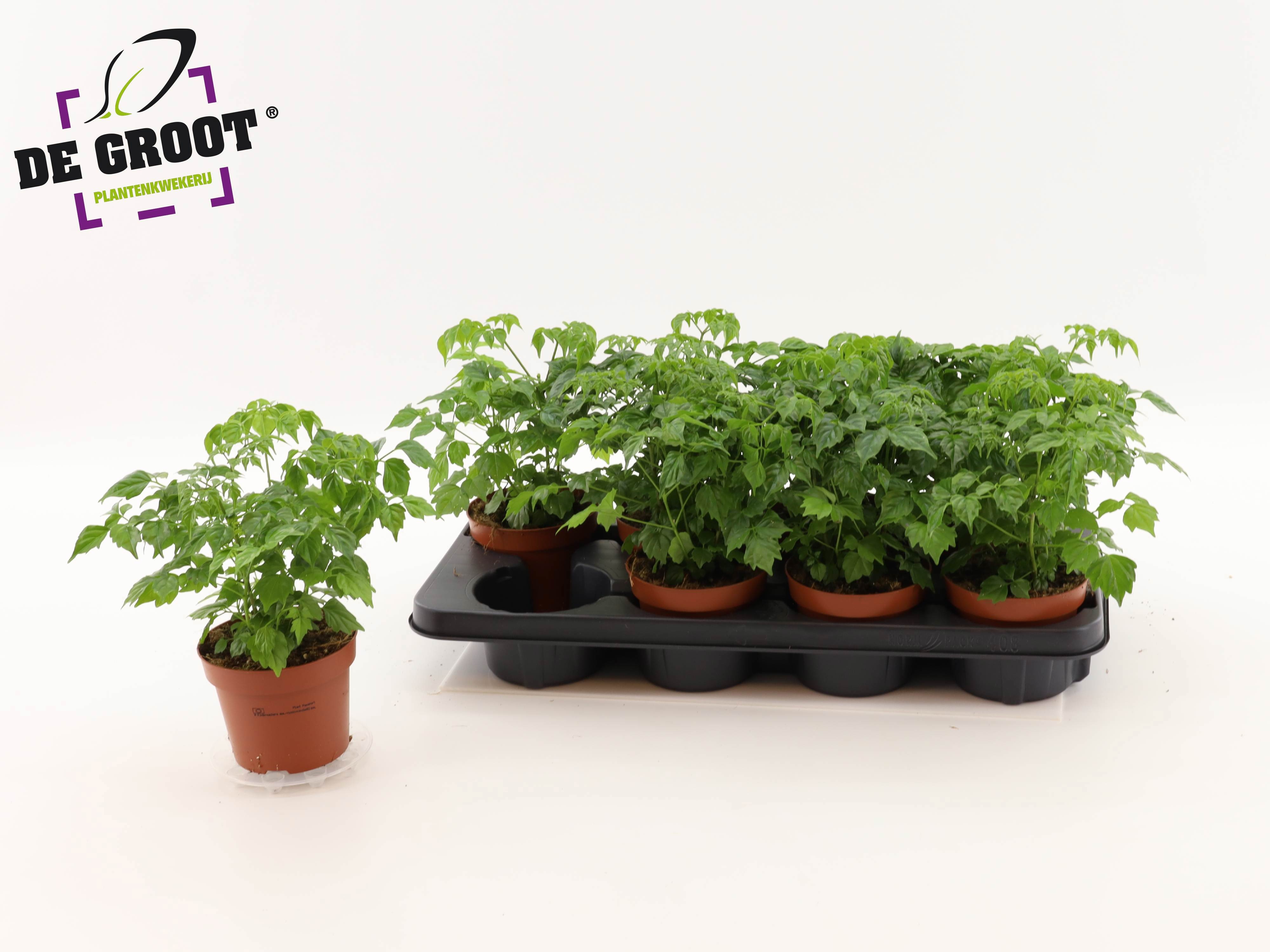 Radermachera Sinica 12P 25H 1stek