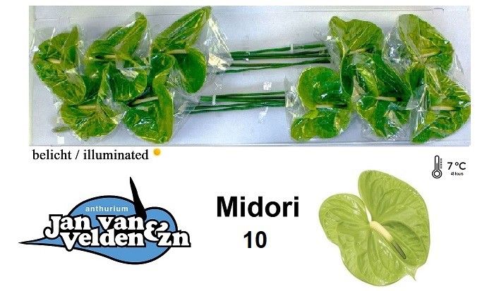 Anthurium (Andreanum) 'Midori' ANTH A MIDORI | Gardenline