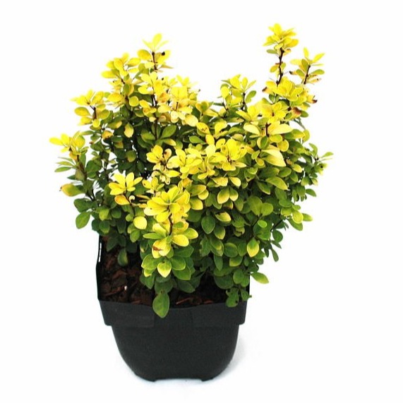 Picture of Berberis thunbergii 'Maria'® P17