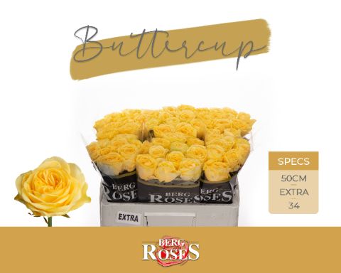 R Gr Buttercup