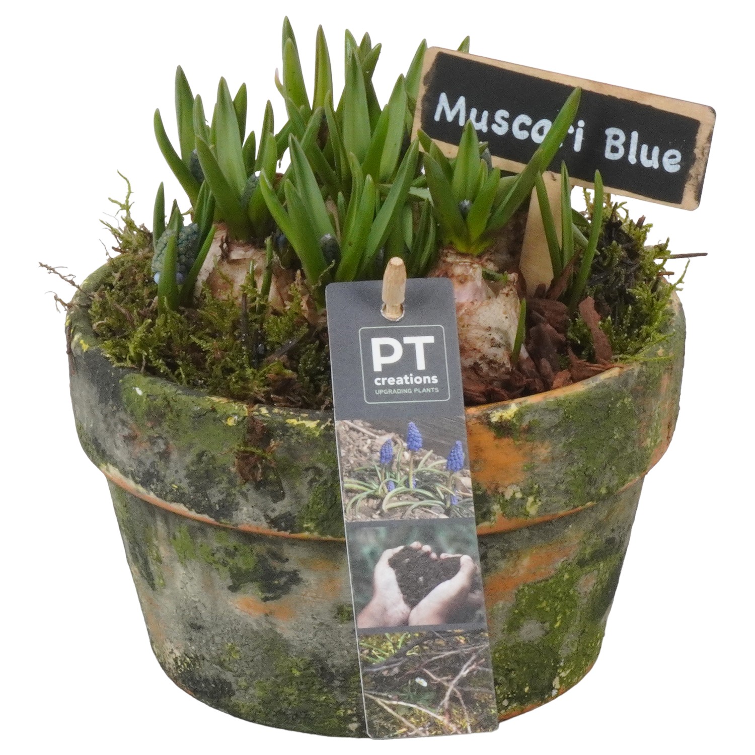 Picture of PTMB1061 Arrangement Muscari in terracotta bowl P15 16CM