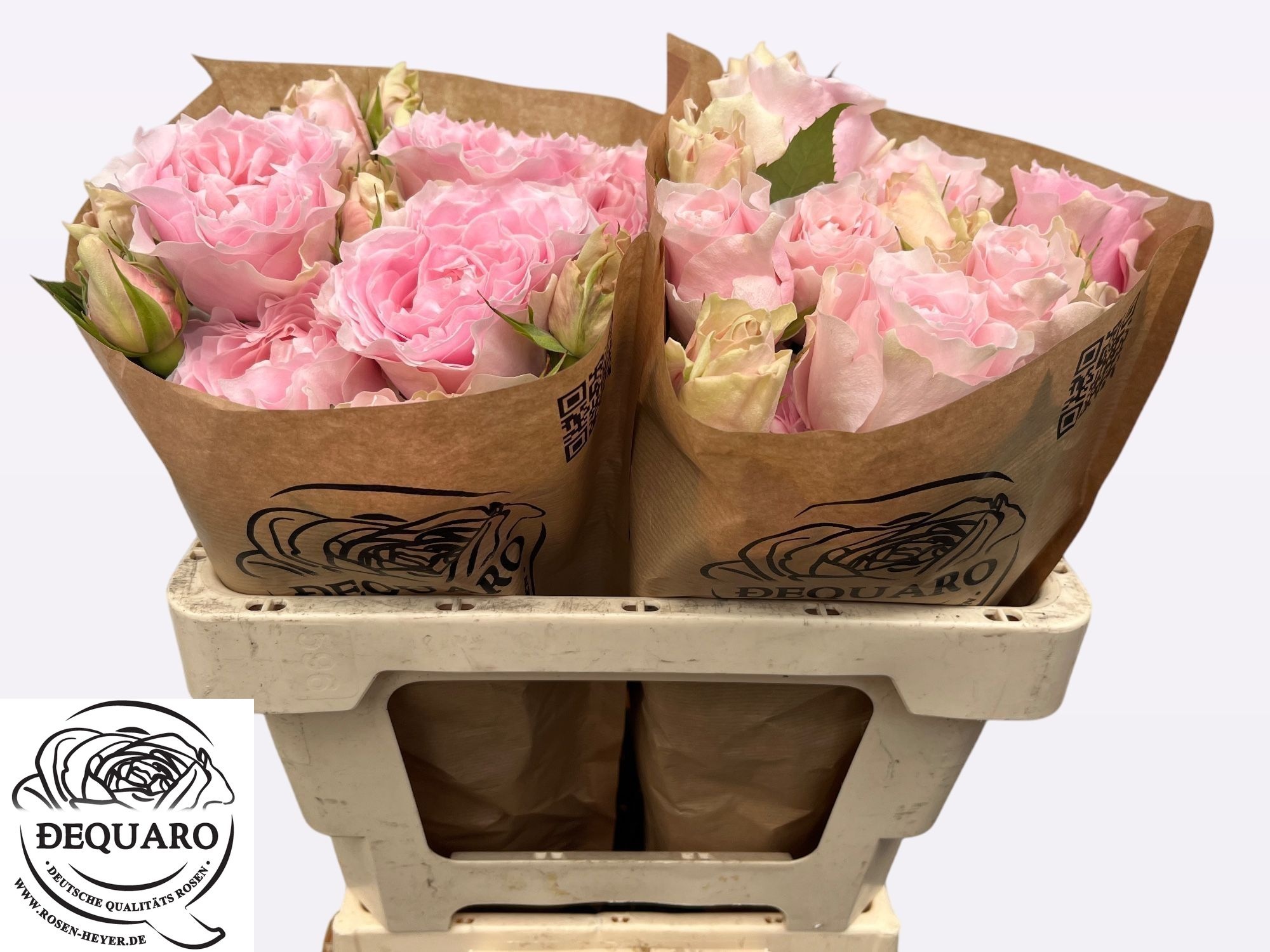 R Tr Cout Spi Peonia 50cm