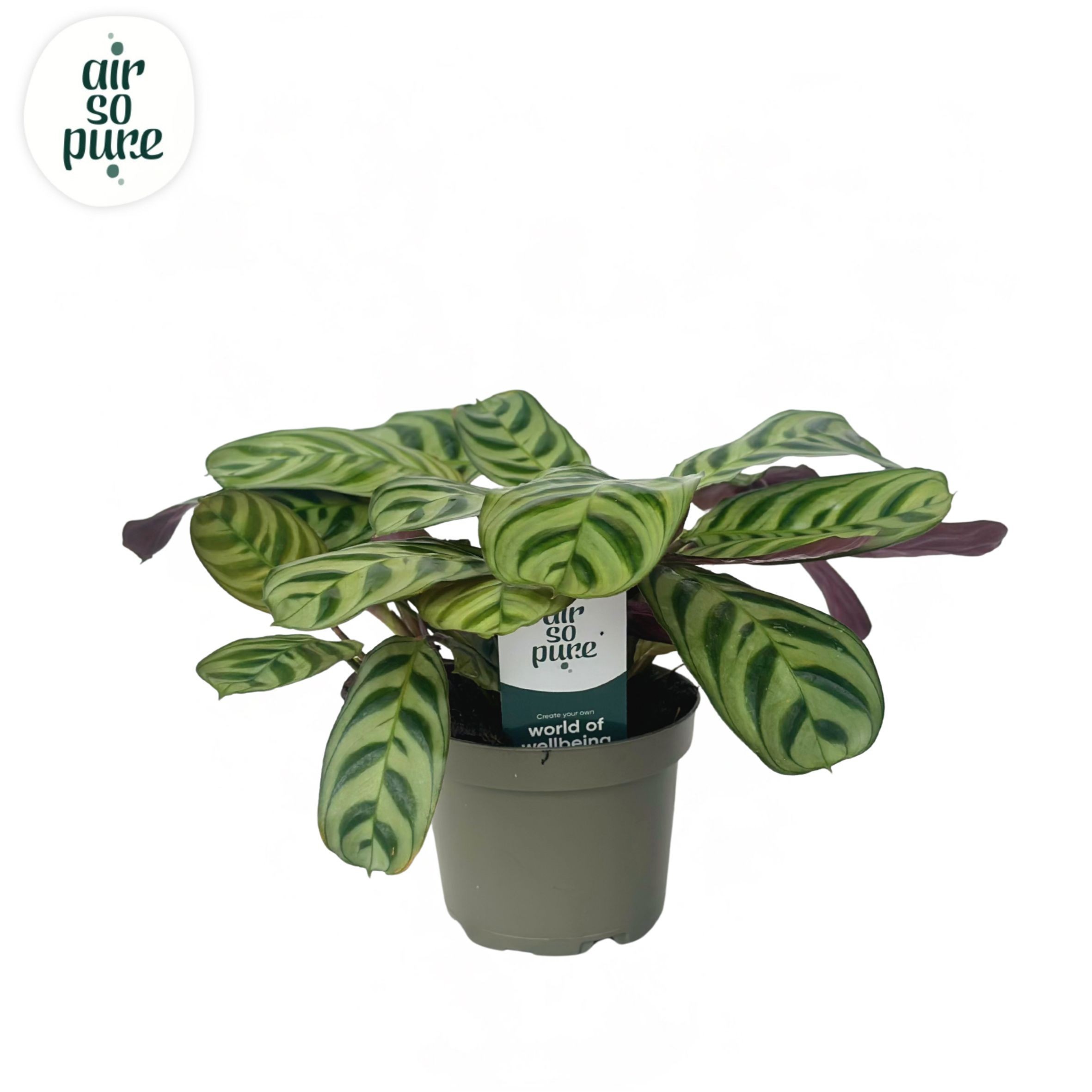 Ctenanthe Burle Marxii Air So Pure