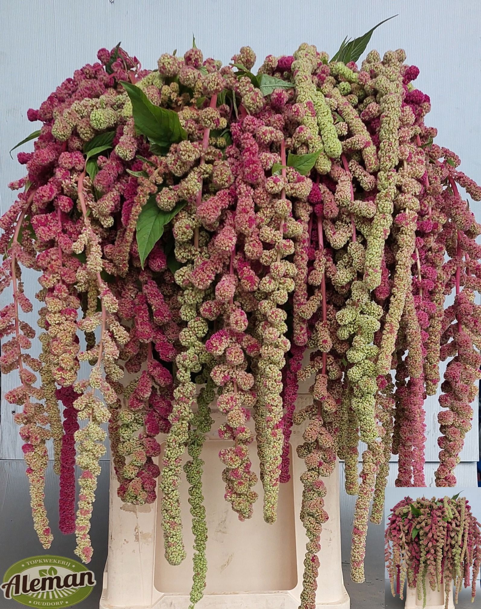 Amaranthus Hanging Caudatus Mira 80cm