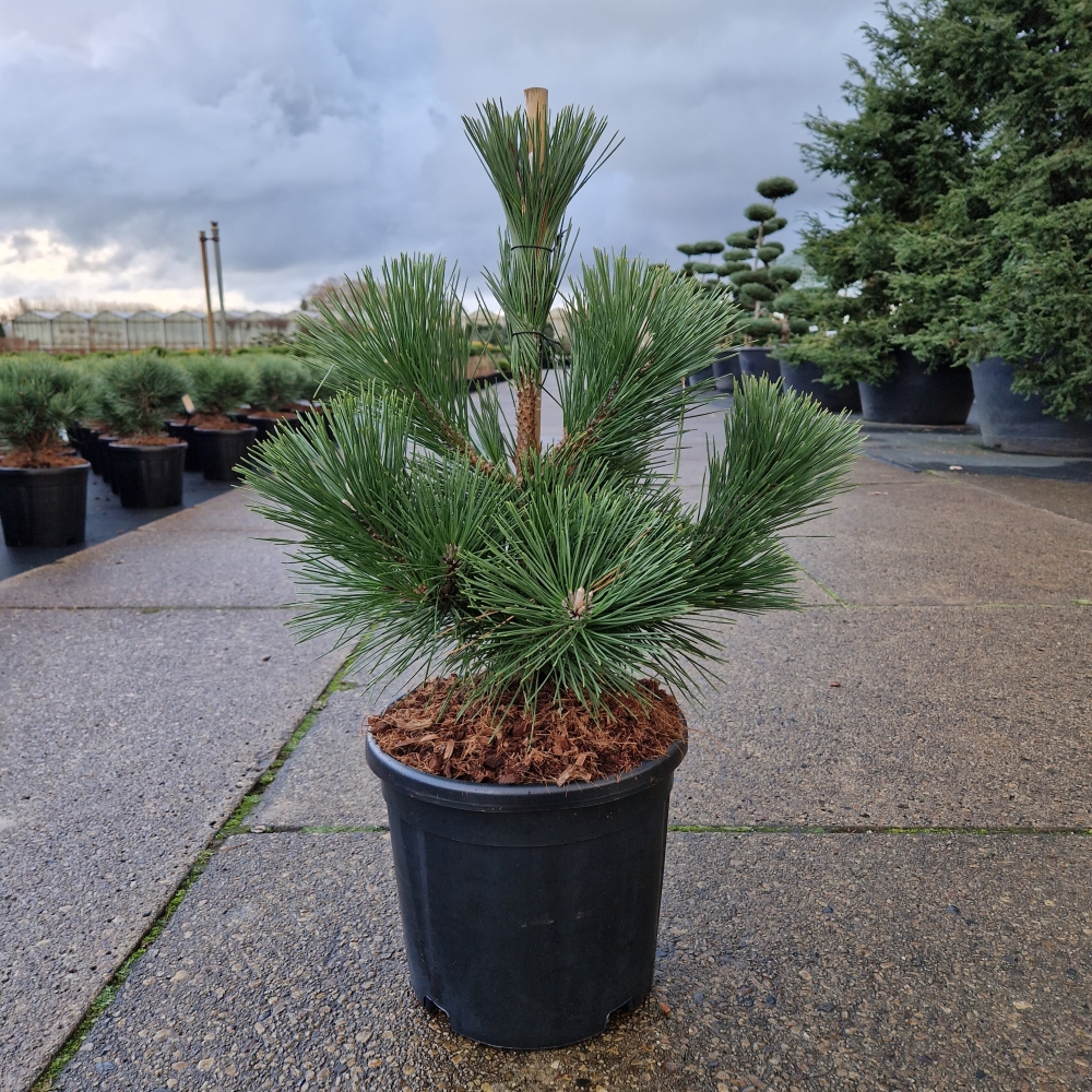 Picture of Pinus thunbergii Thunderhead C11 40/50 (LOOSE)