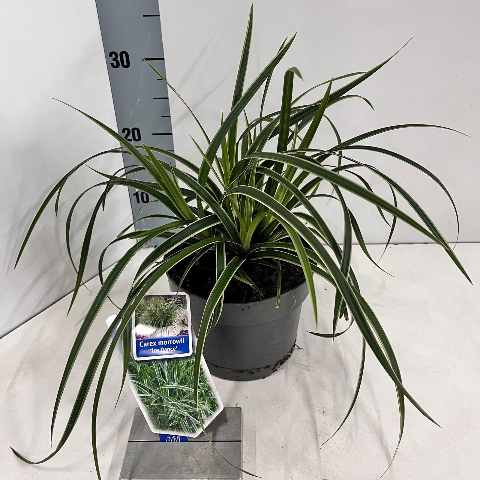Picture of Carex morrowii 'Ice Dance'