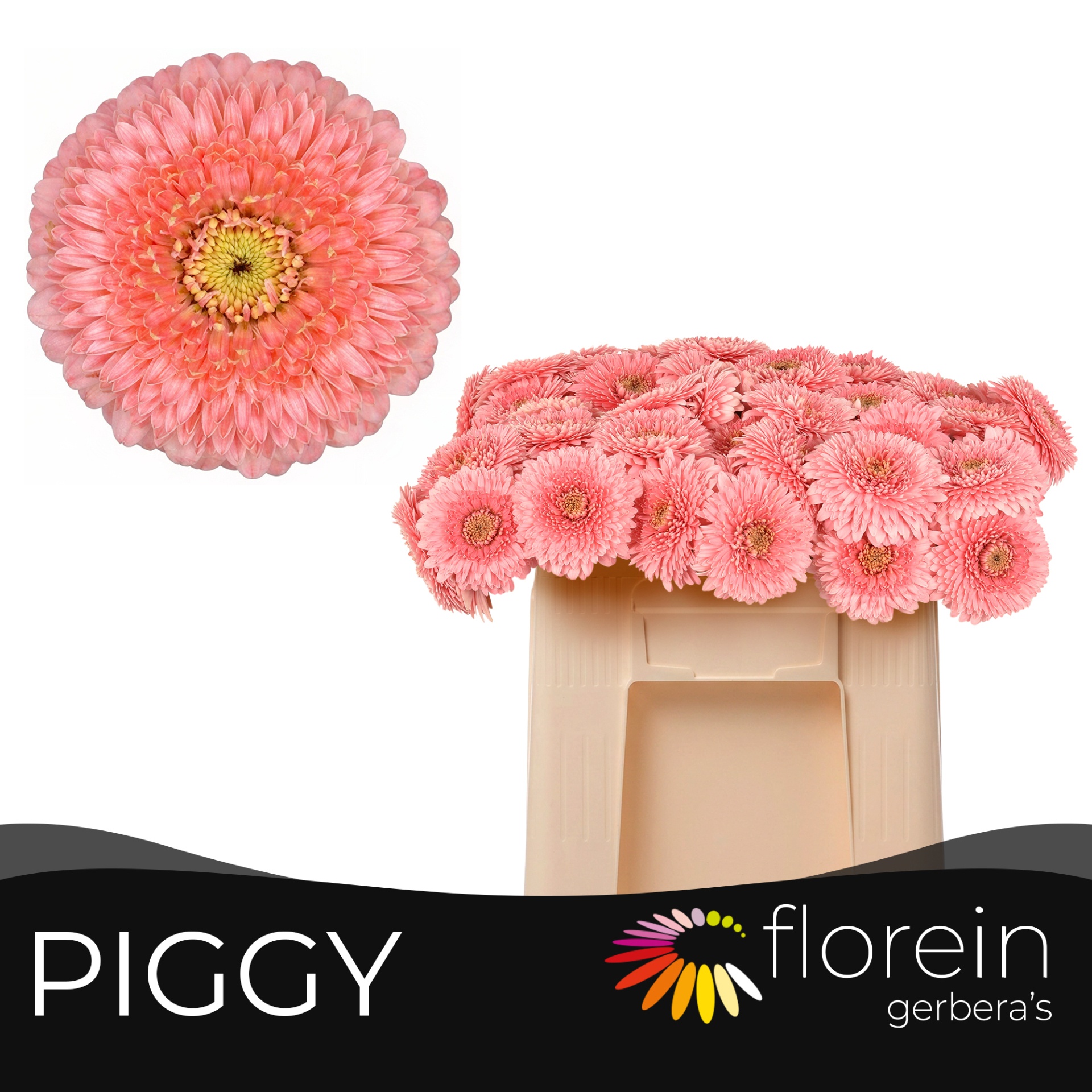 Ge Mb Pomponi Piggy