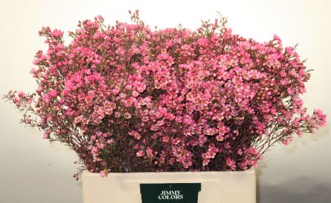 Waxflower L60 Cerise