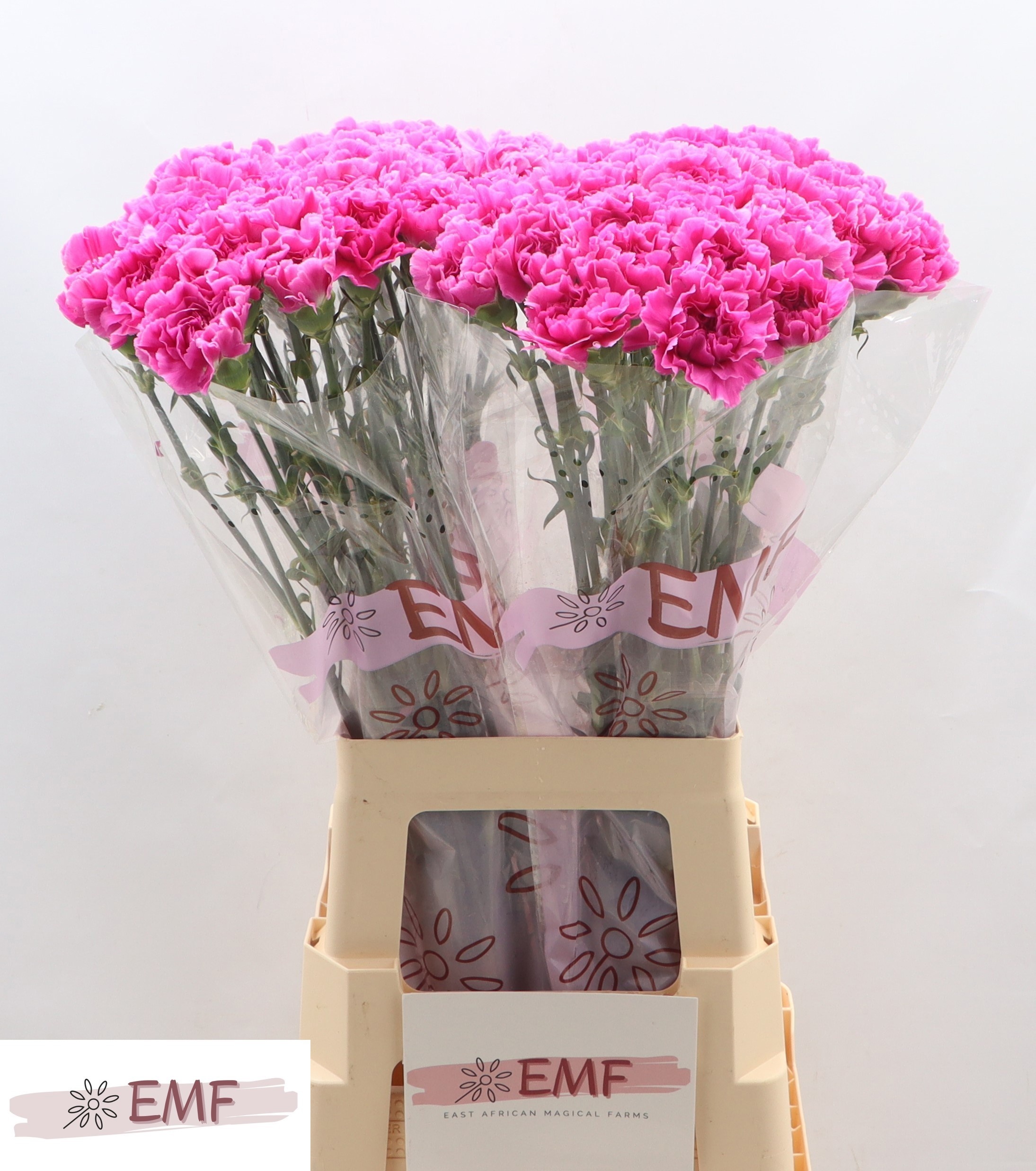 Dianthus St Farida 70cm