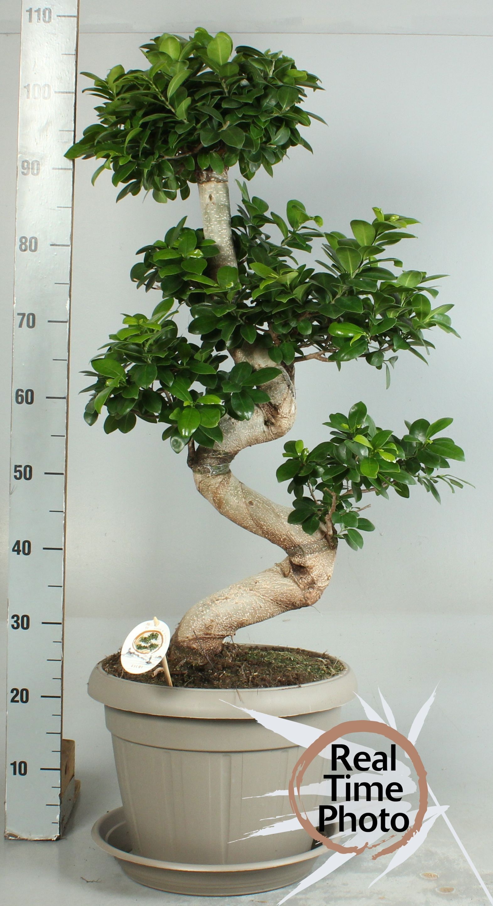 Fic Mi Ginseng 35P 110H 1stek