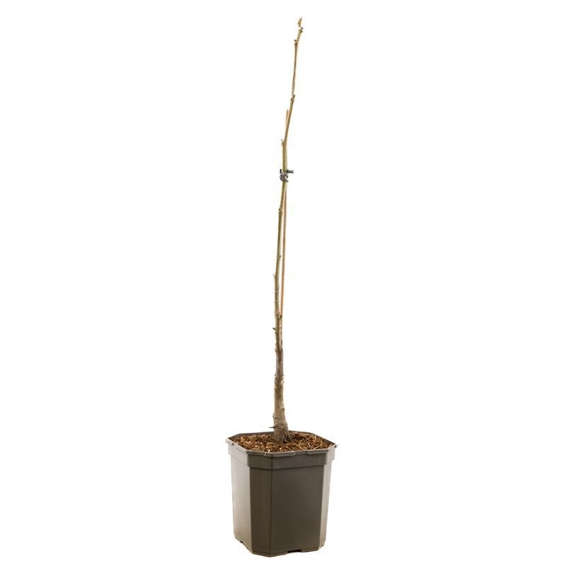 Juglans ailantifolia Imshu spil Japanse hartnoot
