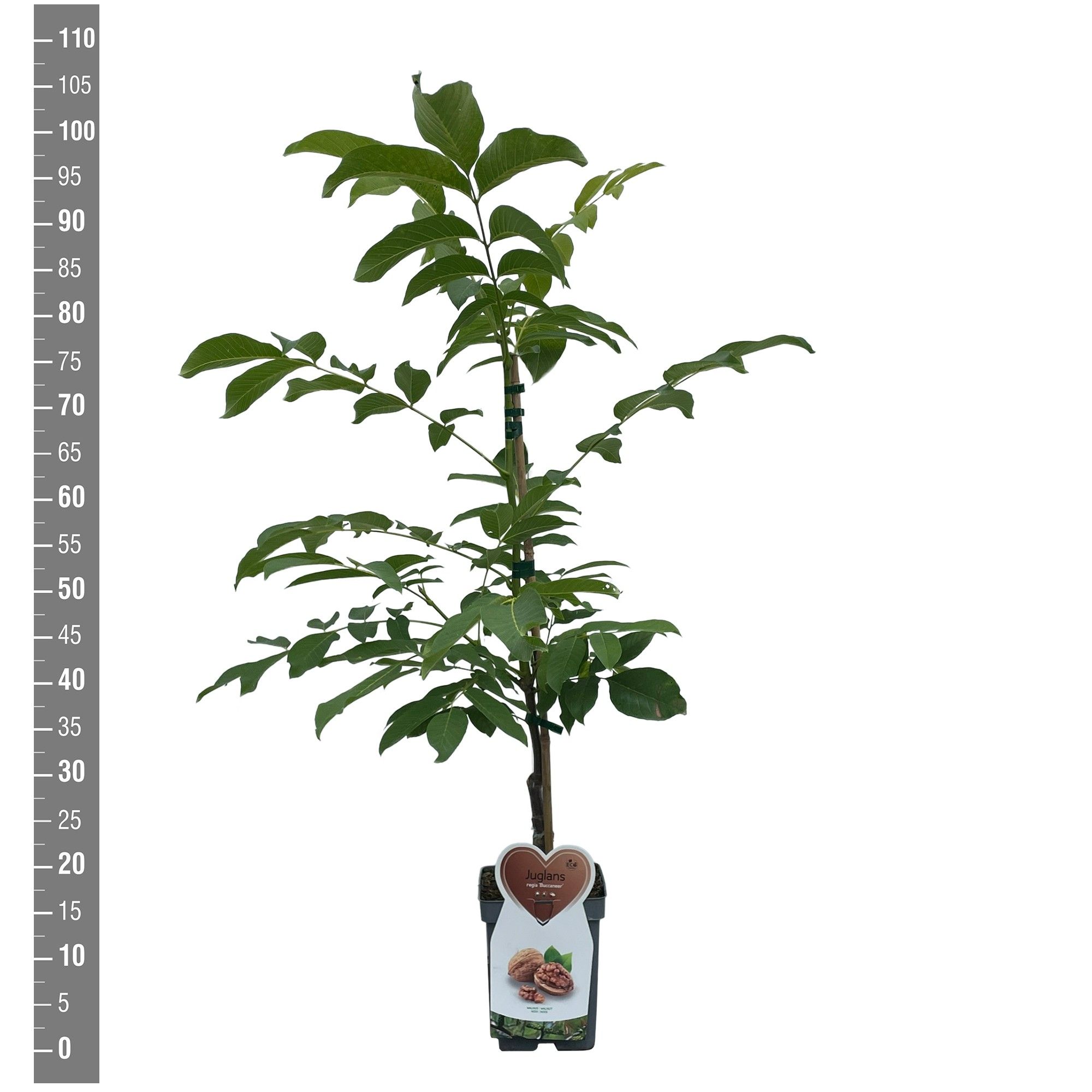 Juglans r. Buccaneer (Walnoot), Patioboom