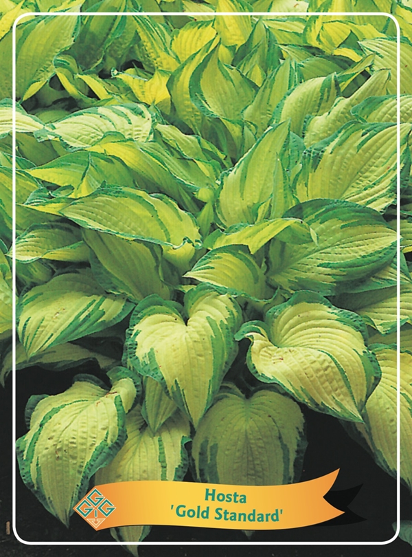 Picture of Hosta Mix 6x10 srt. per shelve P11