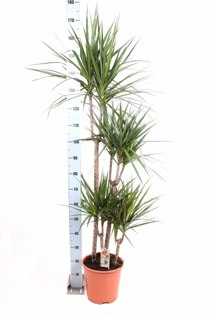 Dra Marginata 27P 175H 4stek 3kop