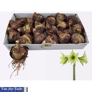 Bloembol Hippeastrum