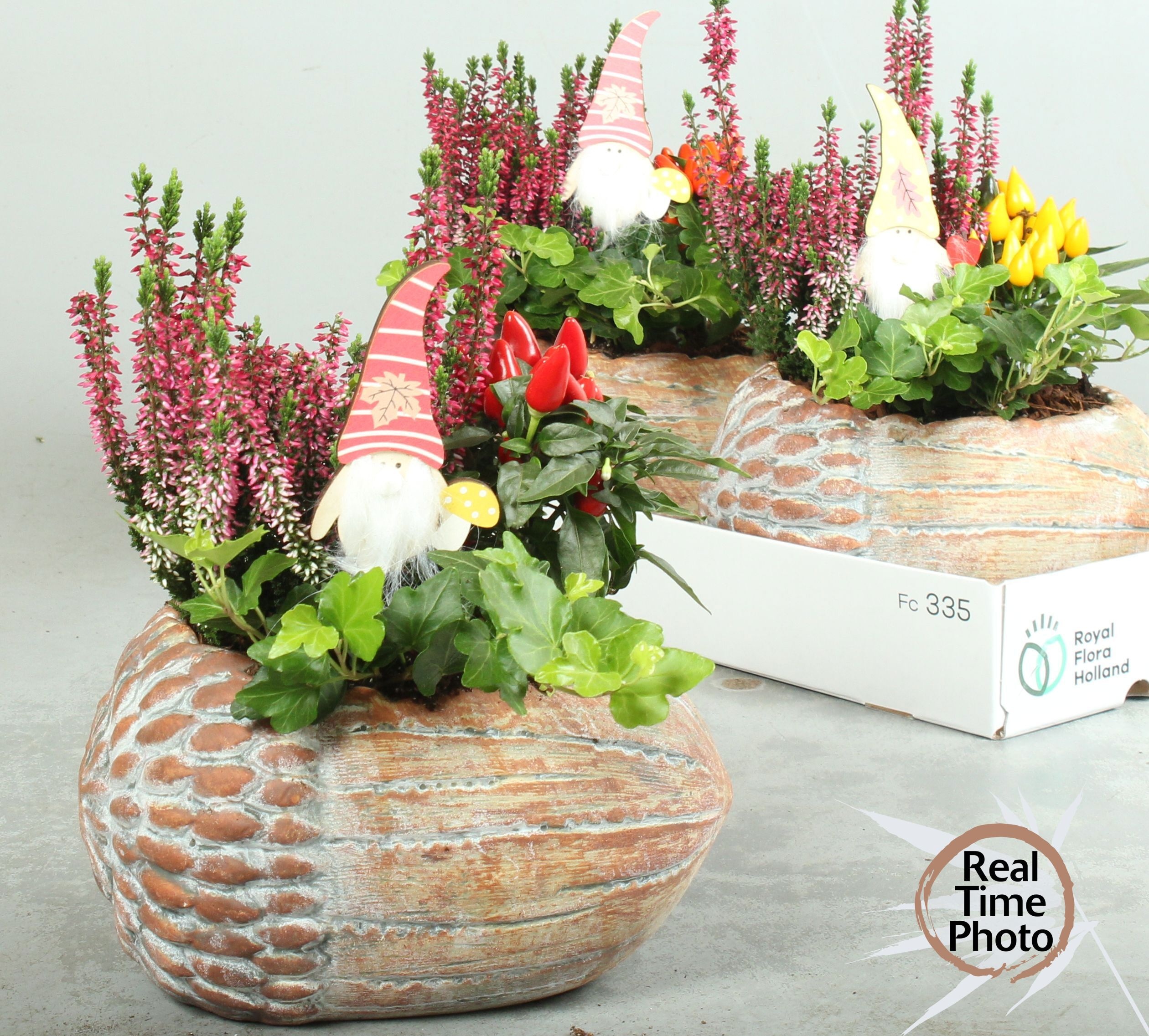 Arr Tuinplanten 24P 30cm