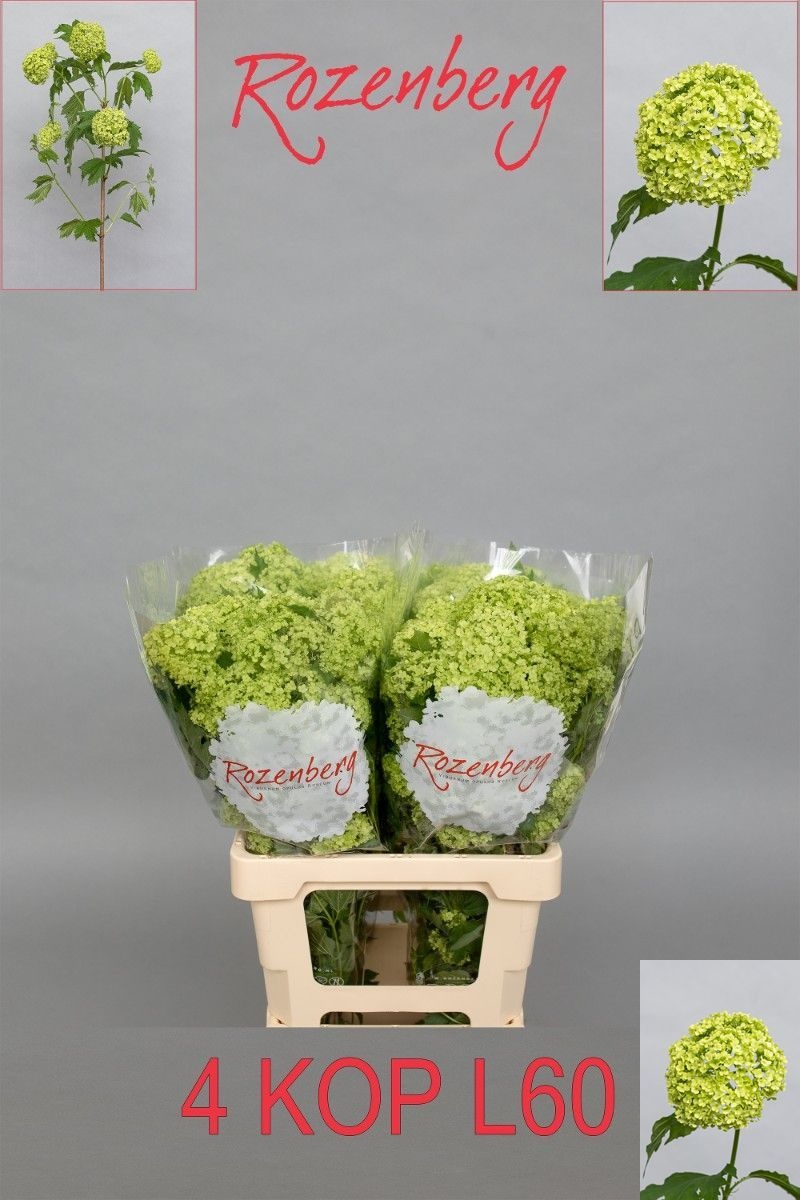 Viburnum Roseum St