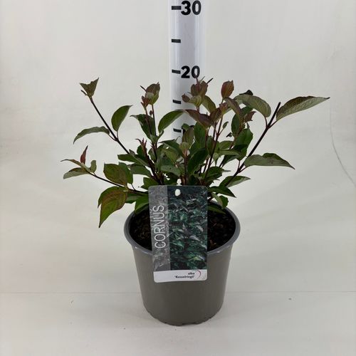 Cornus alba 'Kesselringii' p19 Lint