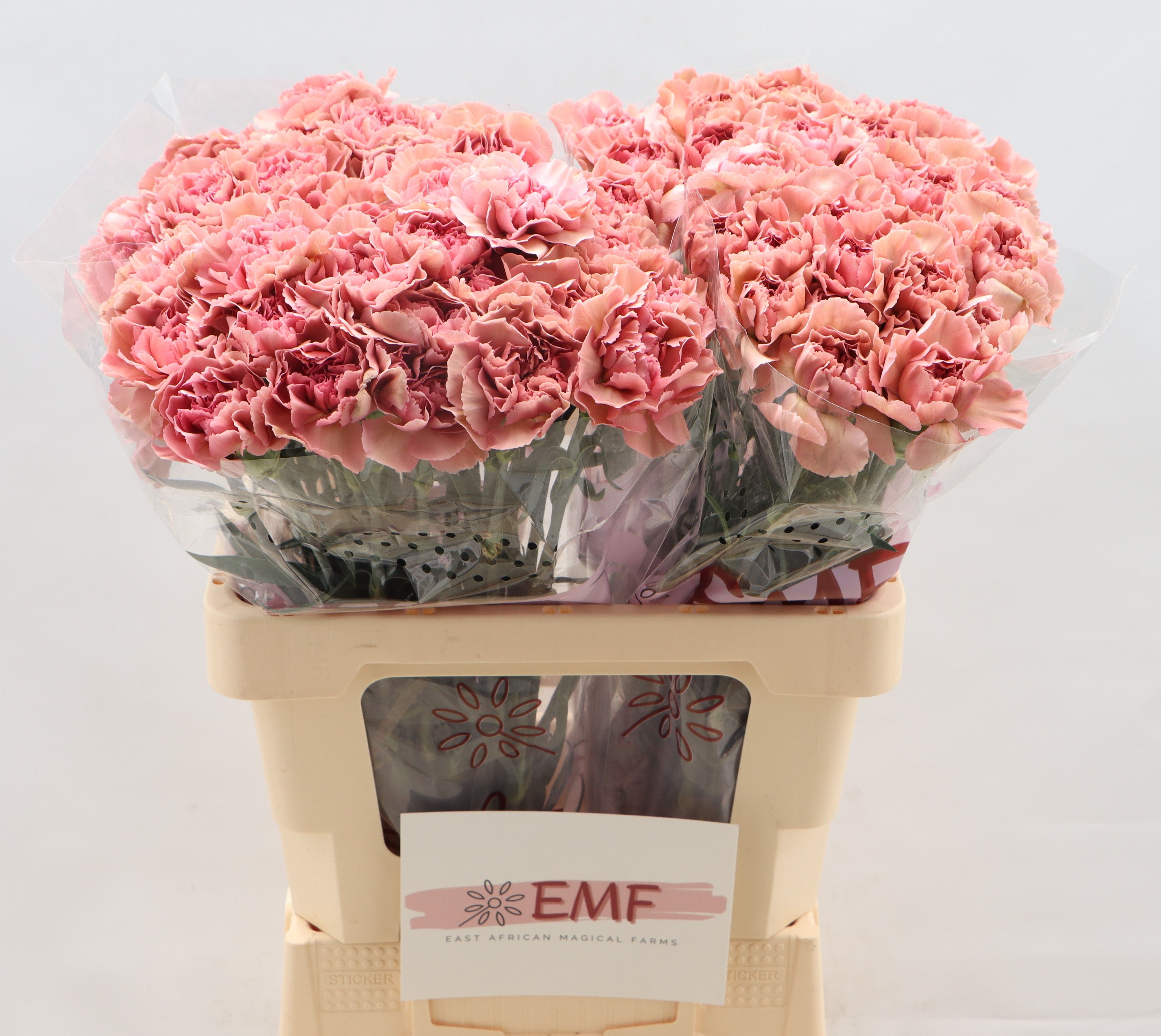 Dianthus St Lady Dayana 60cm