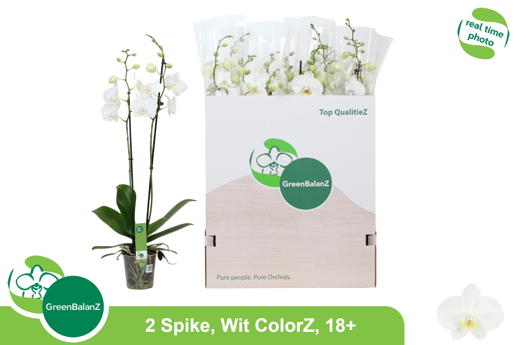 Phalaenopsis White 2 Stem 12Ø 75cm