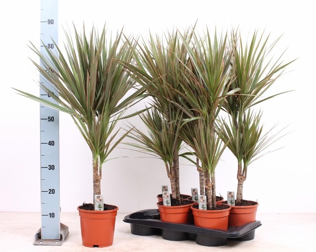 Dra Marg Bicolor 17Ø 95cm