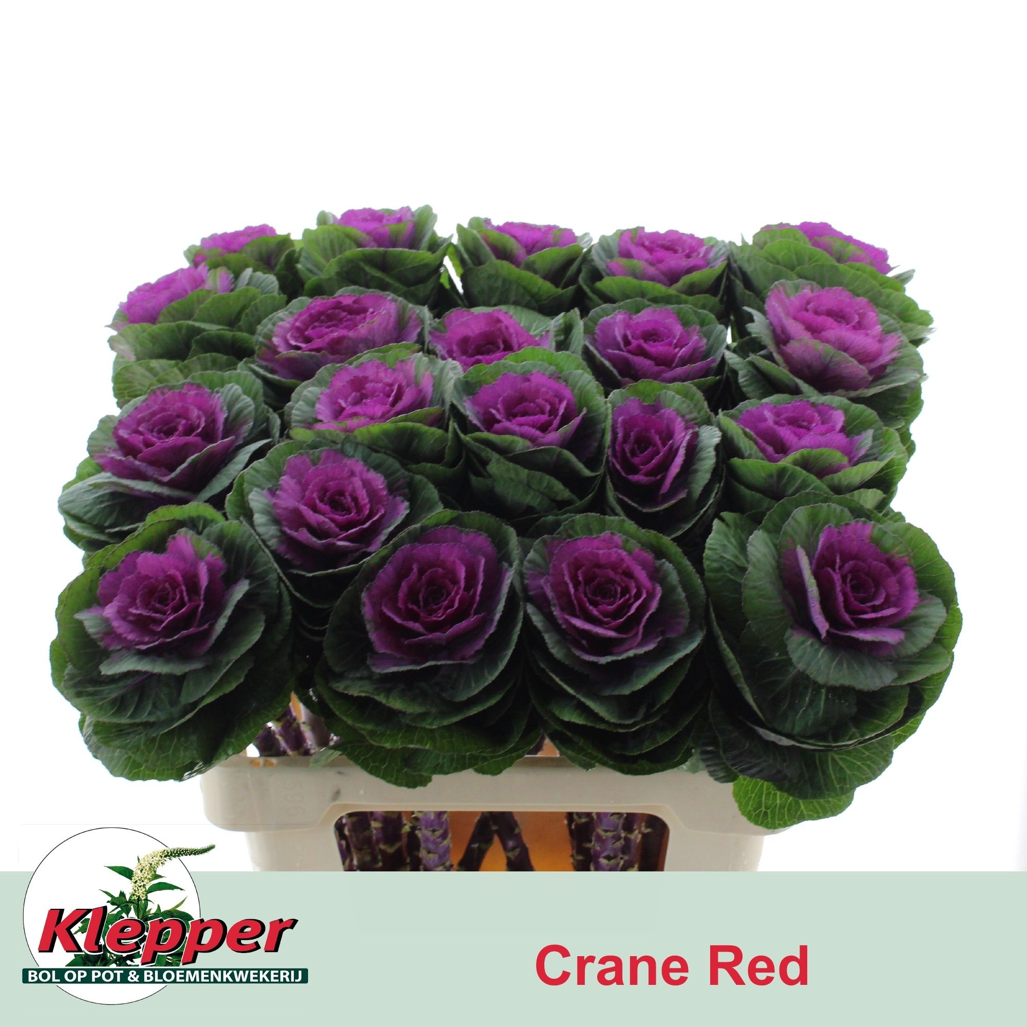 Brassica Red Crane 60cm
