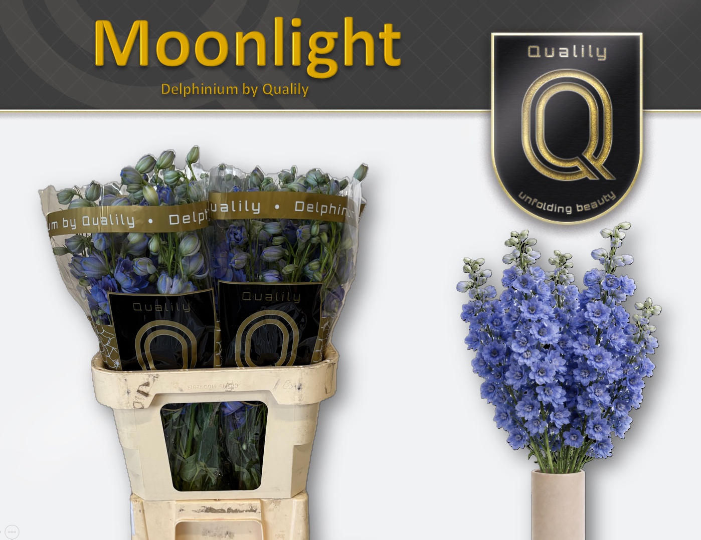 Delph Du Delp Moonli 90L.cm 23bloei
