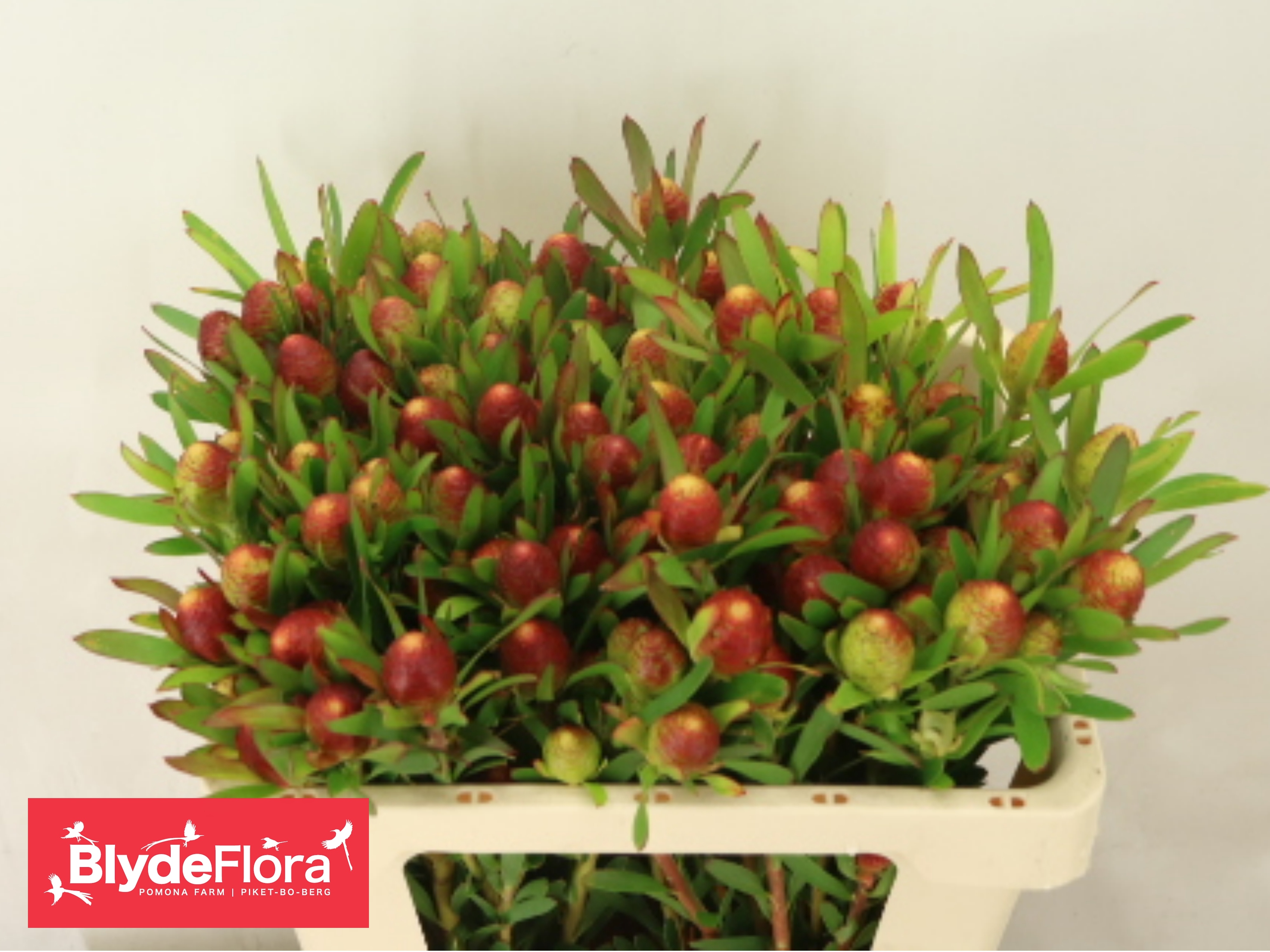 Leucad Ayoba Ch Pear 50cm