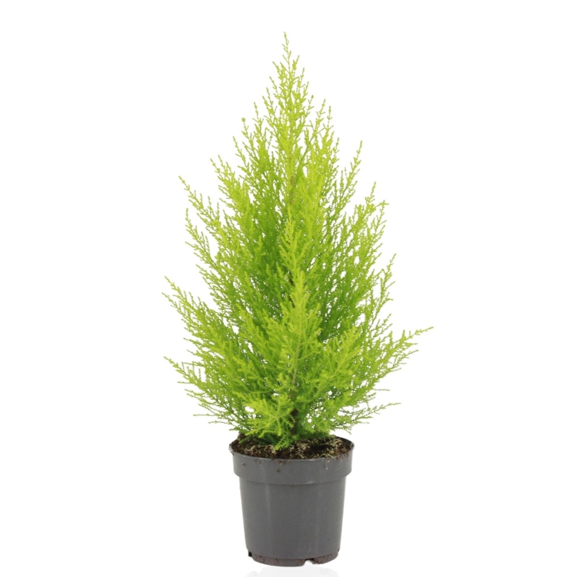 Picture of Cupressus macrocarpa Goldcrest Wilma P14 55CM