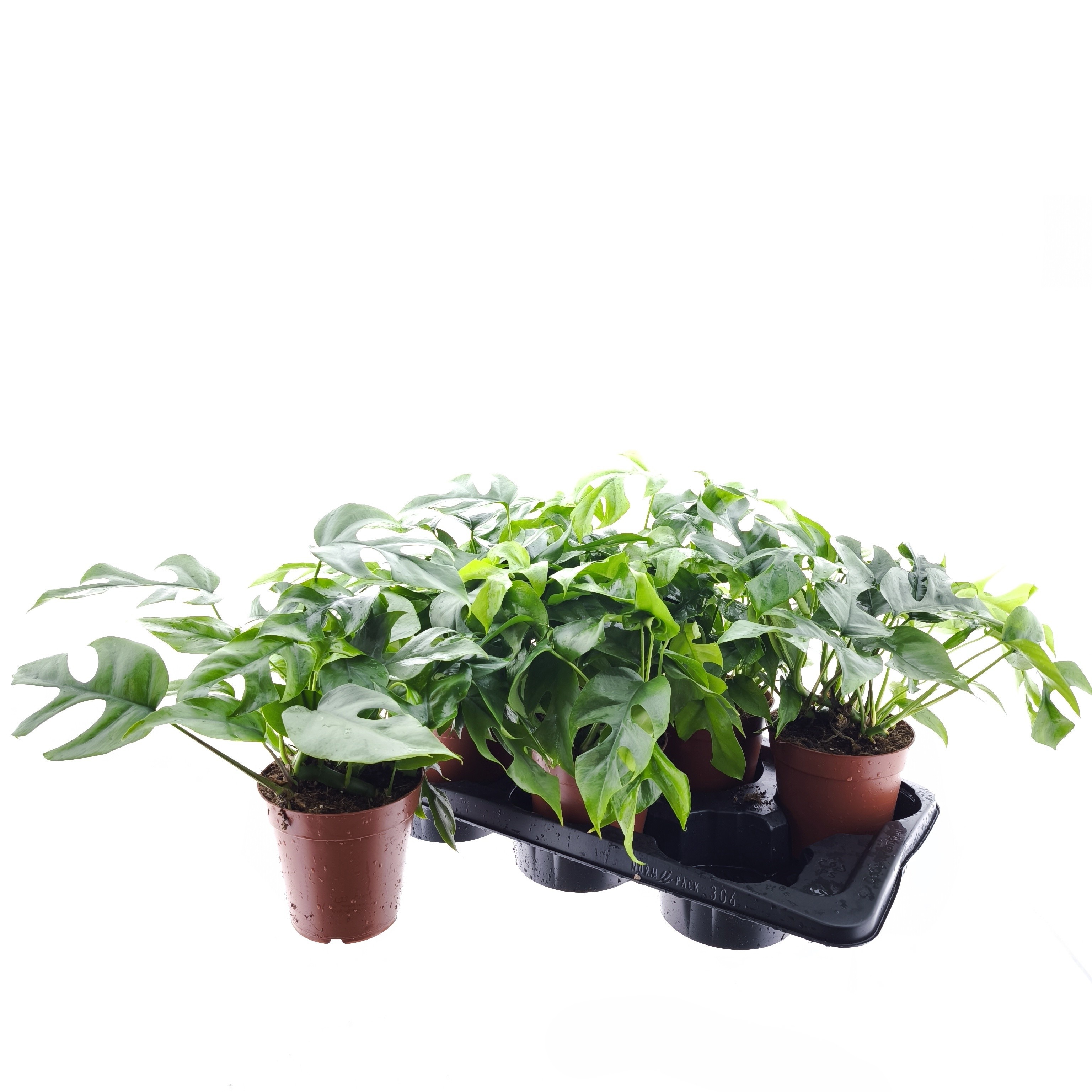 philodendron polly Alocasia Polly