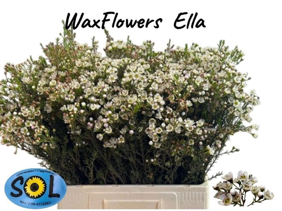 Chamaelaucium Ella 60cm 20gram