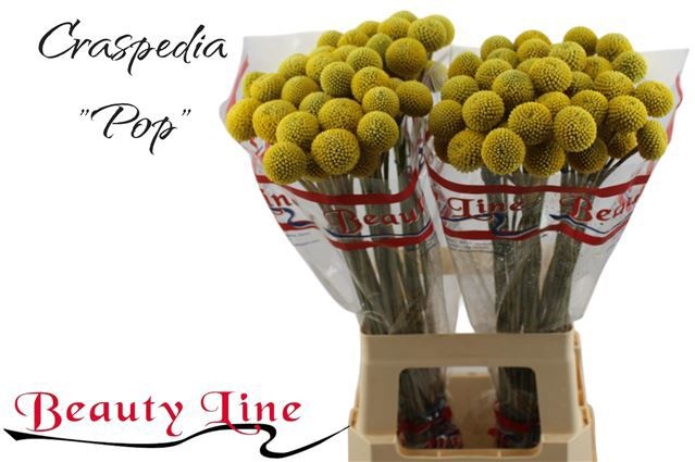 Craspedia Paint Pop 60cm