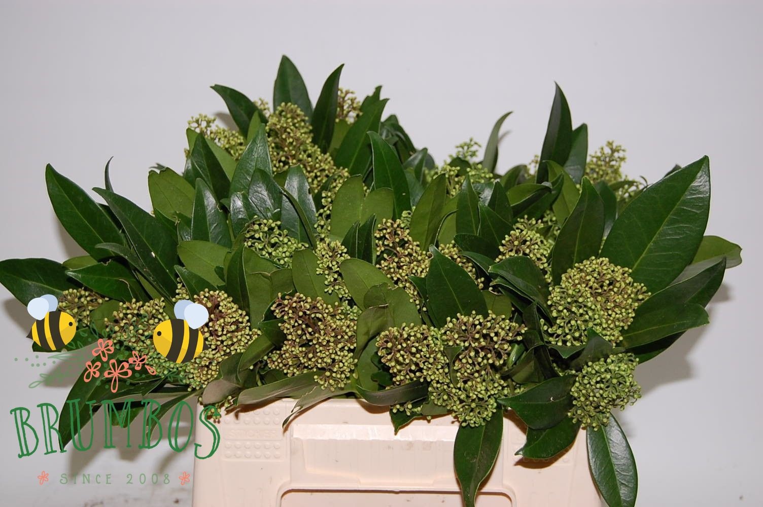 Skimmia Confusa Kew Green 35cm