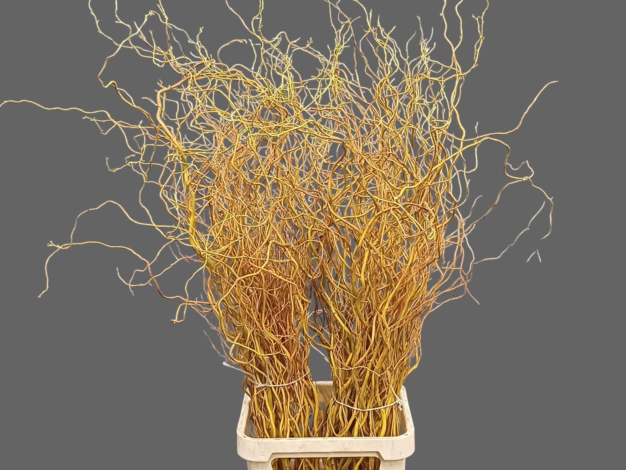 Salix Golden Curls 130cm