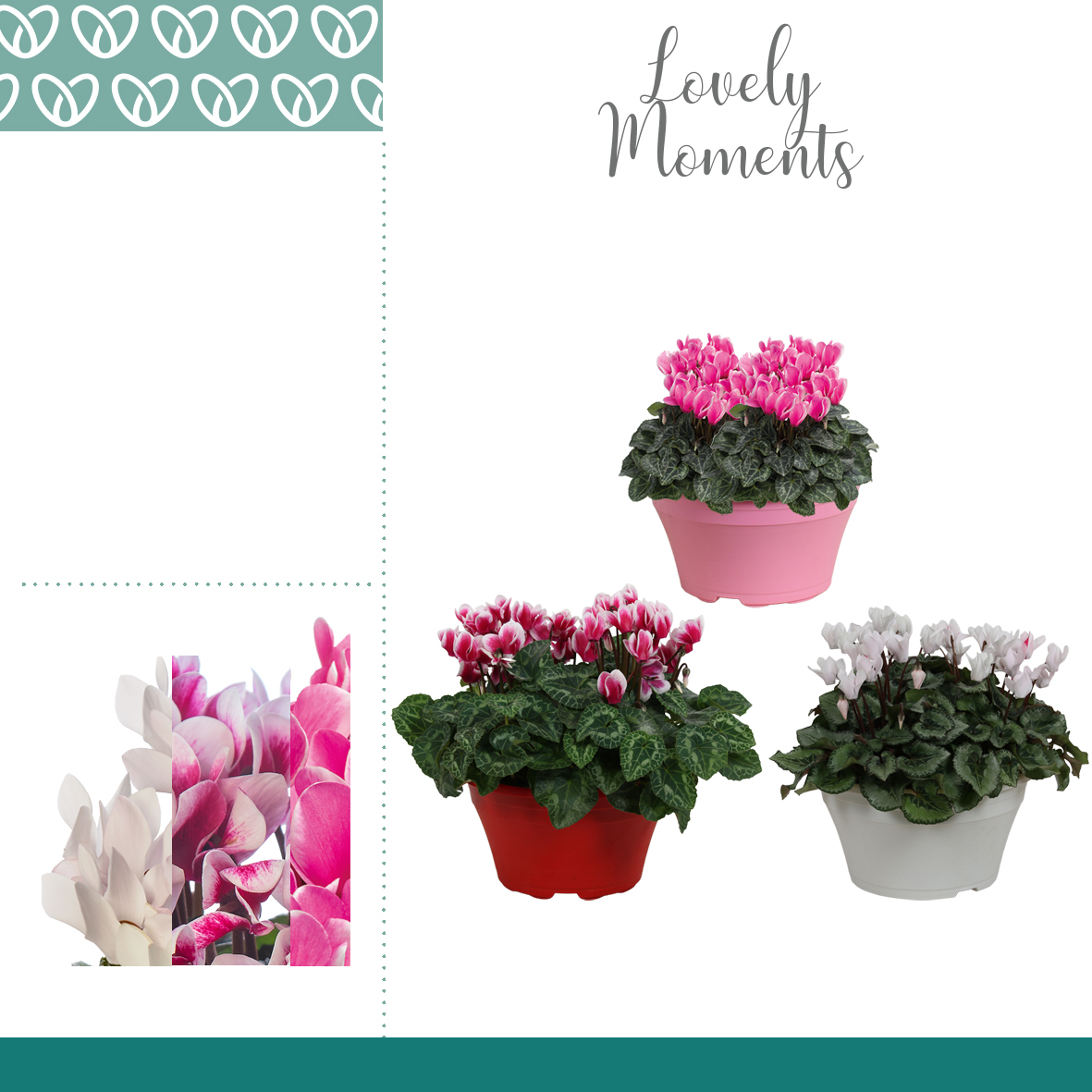 Picture of Cyclamen Garden in varieties Lovely Moments in Ariel bowl P22 30CM