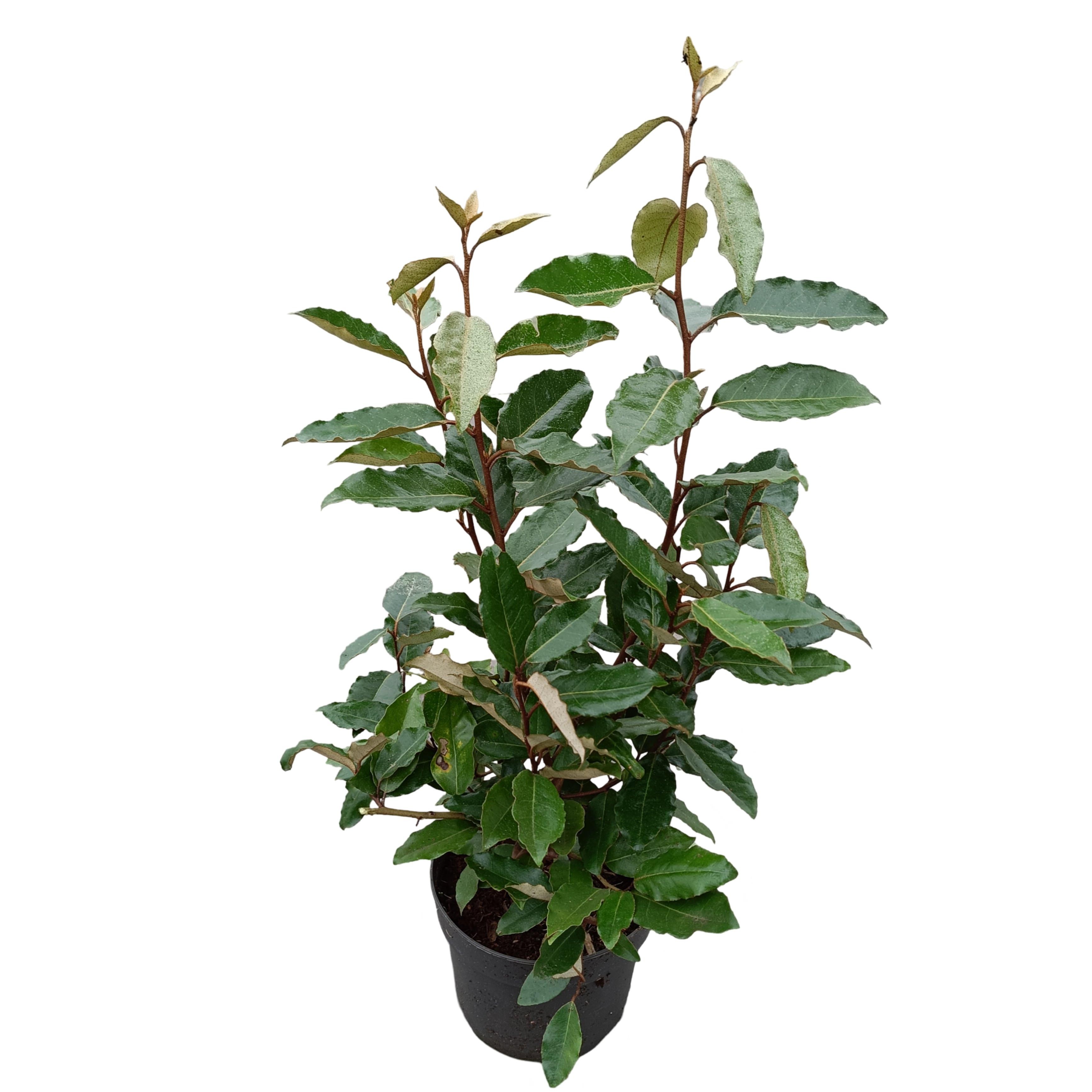 Picture of Elaeagnus ebbingei 'Compacta' C2