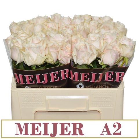 Rosa Dorchester 50cm
