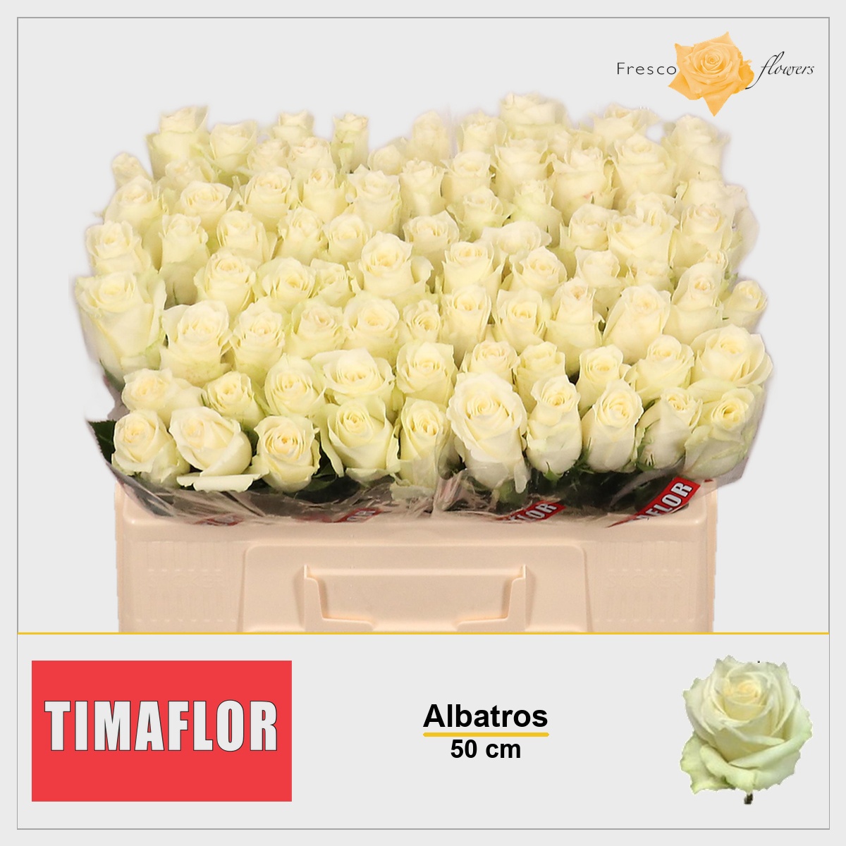 Rosa Albatros 50cm