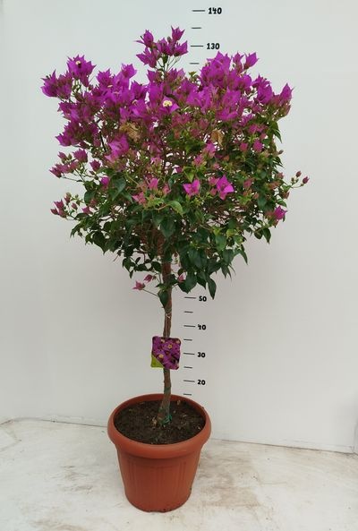Bougainvillea Glabra