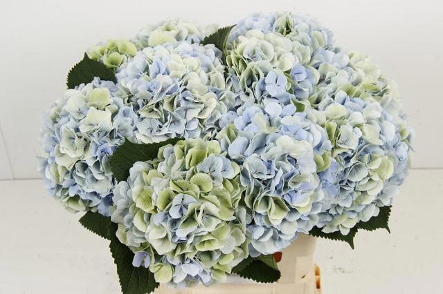 Hydrangea Verena Classic Blue 60cm 17Ø