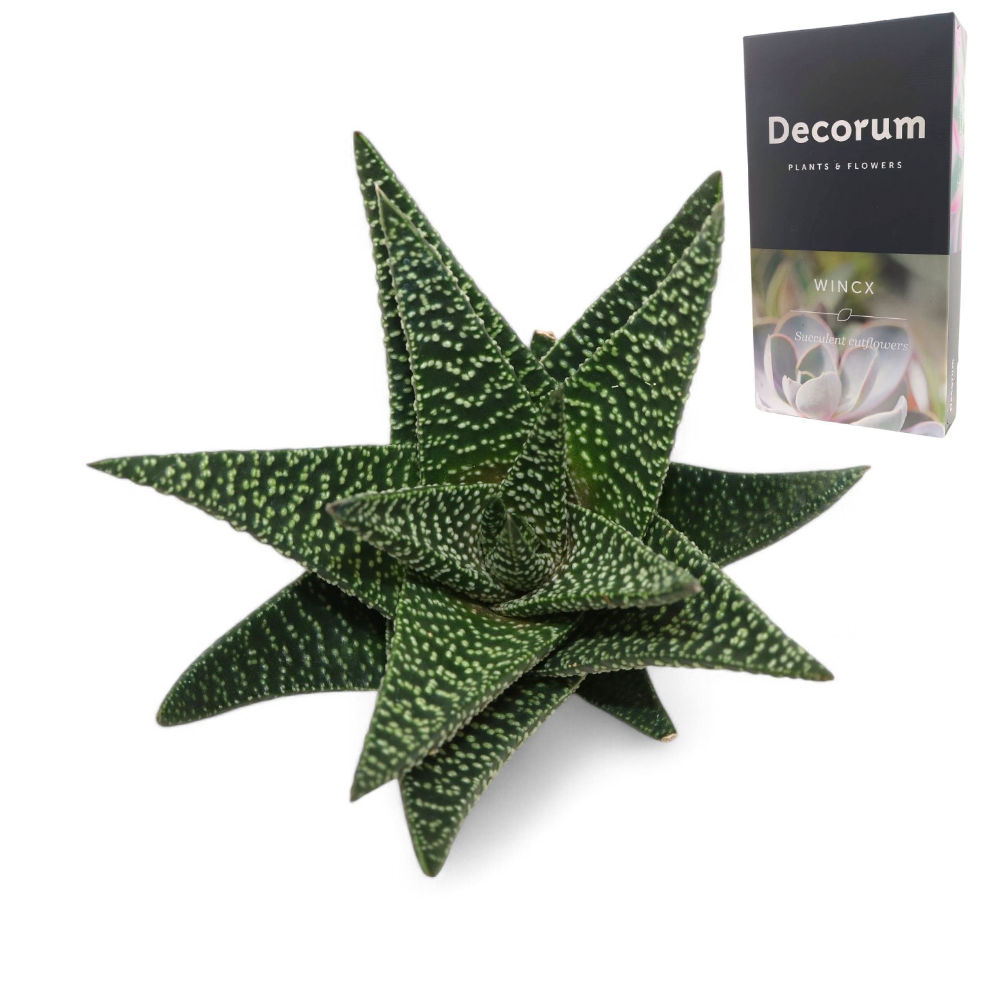 Haworthia Royal Highness Cutflower
