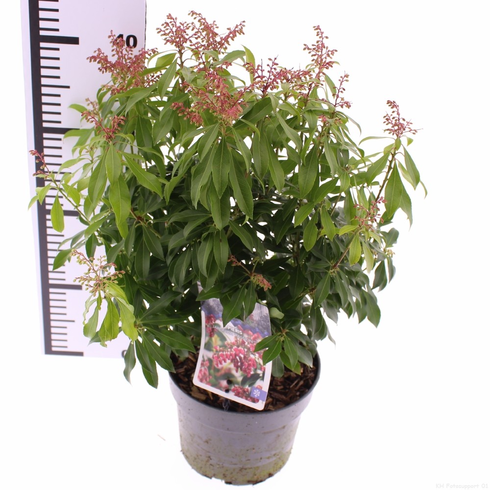 Picture of Pieris jap. 'Passion'