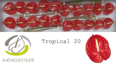 Anth A Tropical