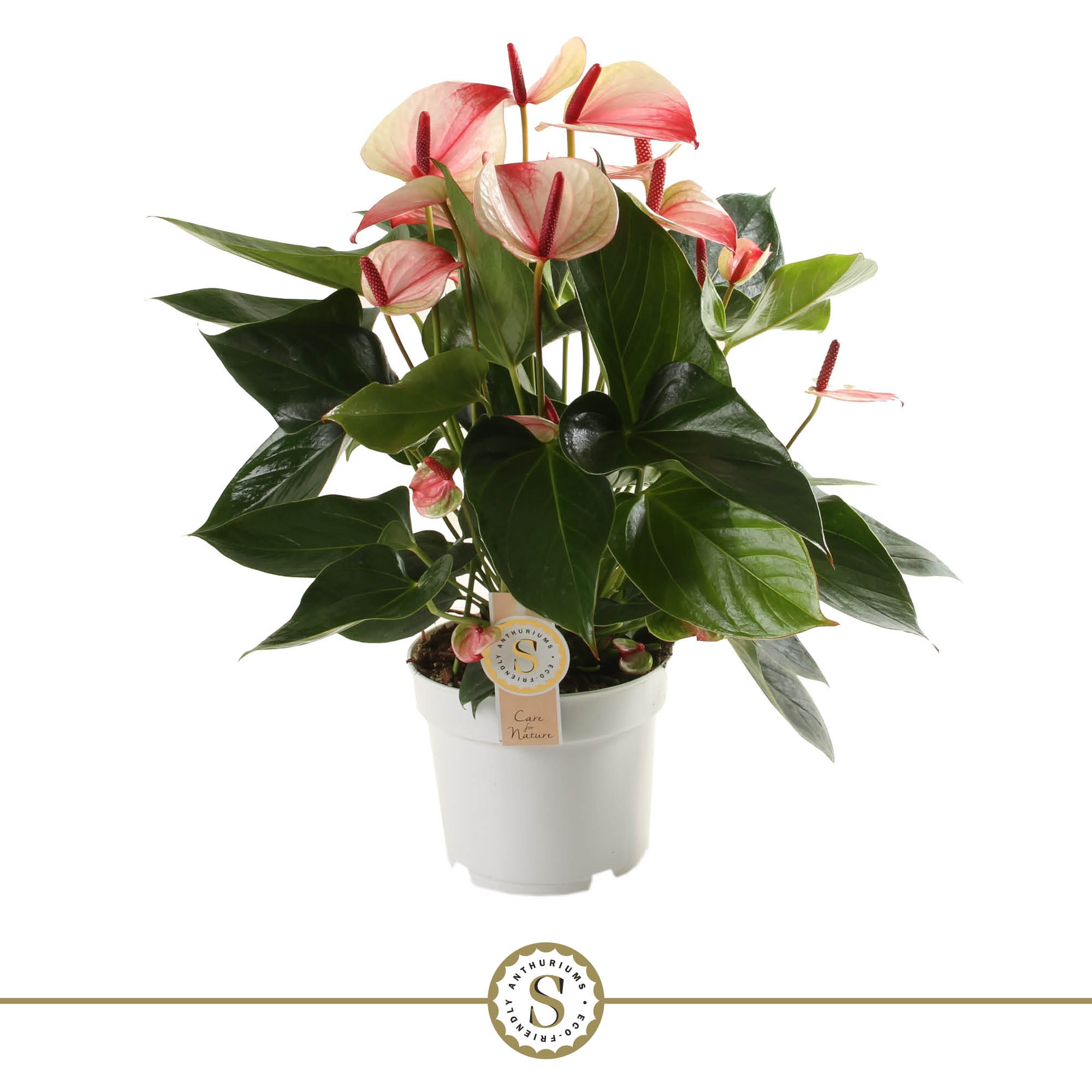 Picture of Anthurium Mystique P17 55CM